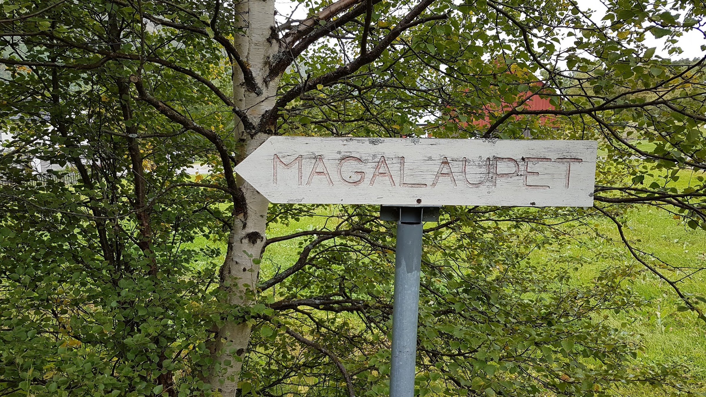 Mågålaupet
